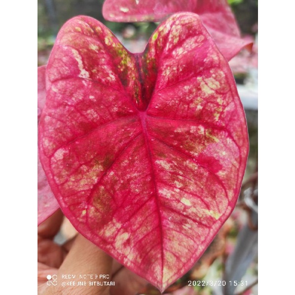 Caladium Hybrid