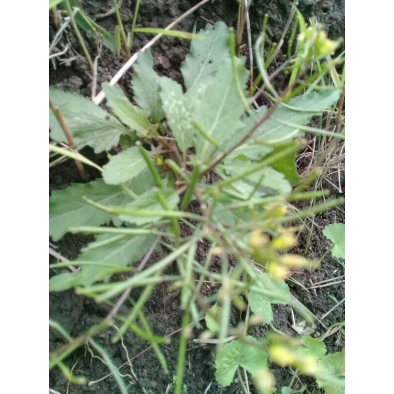 promo sawi hutan atau gelpak tanah 300gram