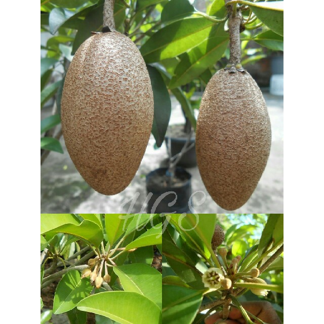 Tanaman Sawo Timun Kondisi Berbuah & Berbunga