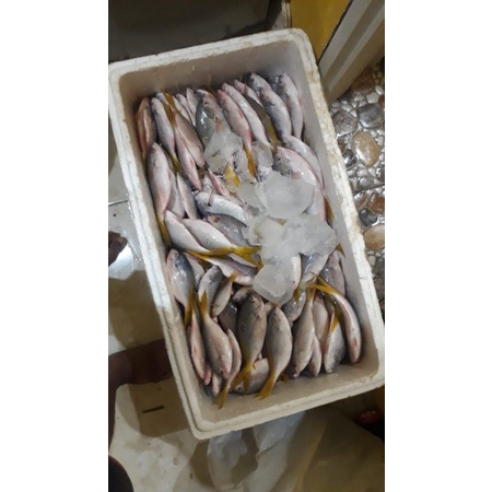 

ikan ekor kuning fresh