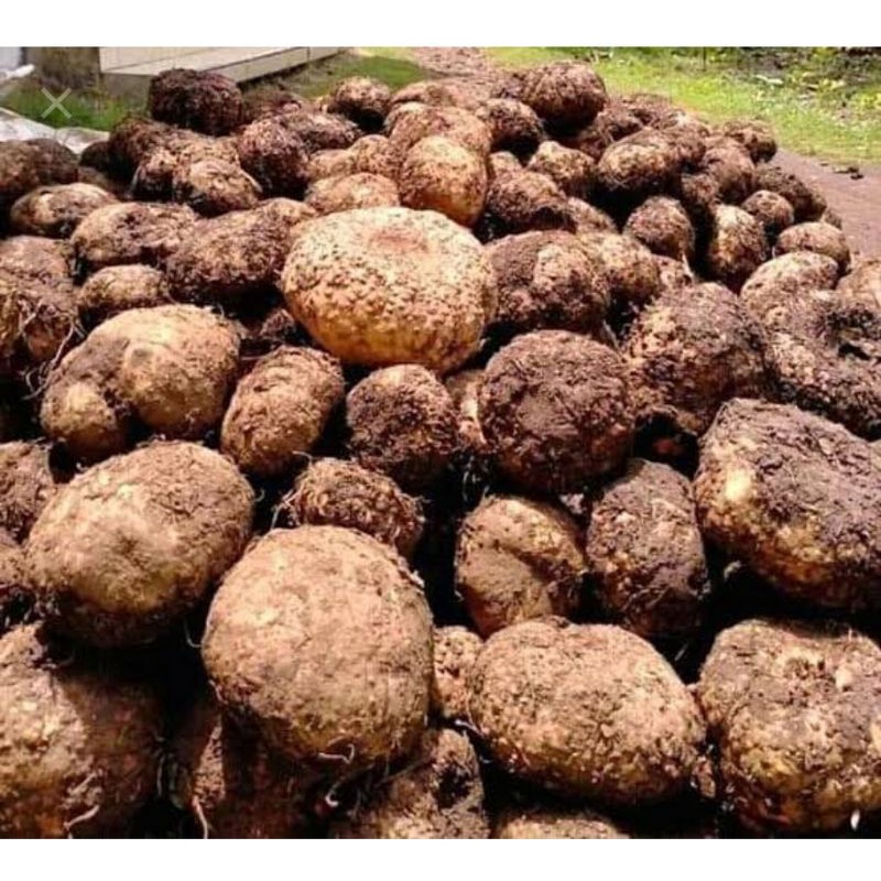 UMBI PORANG SEPER 1 KG