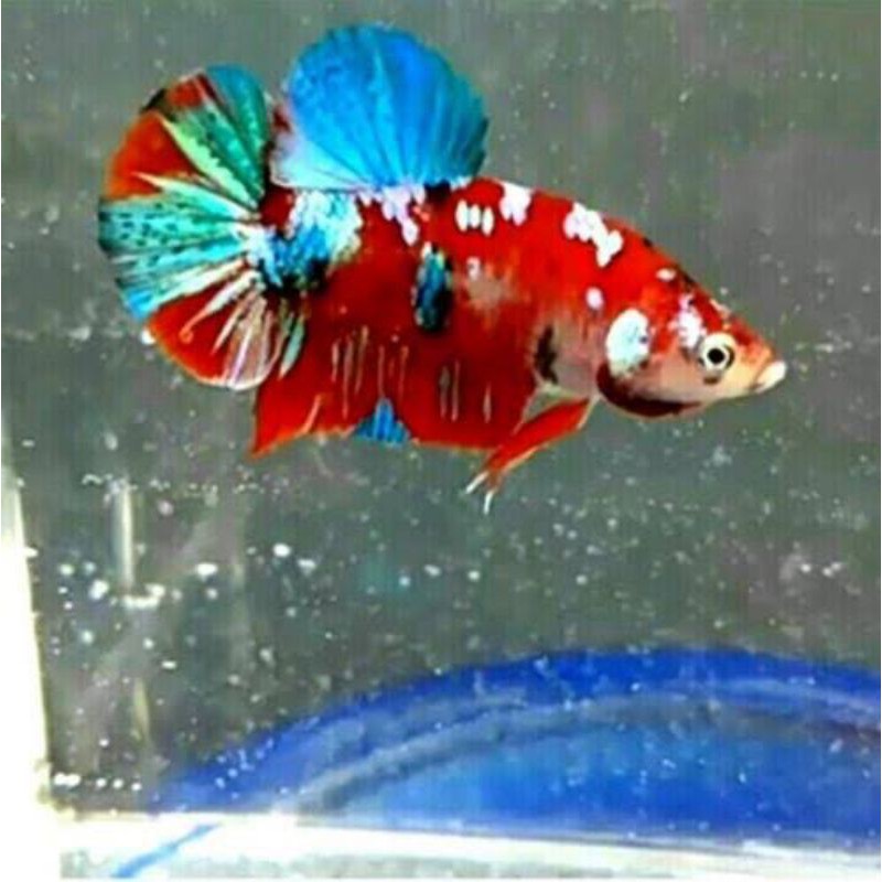 

cupang nemo koi