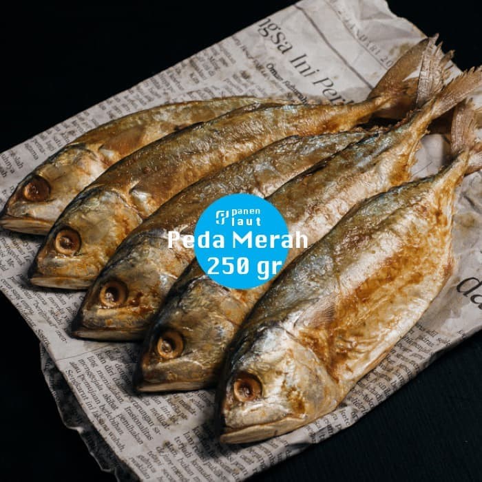 

Panen Laut - Ikan Peda Merah 250gr