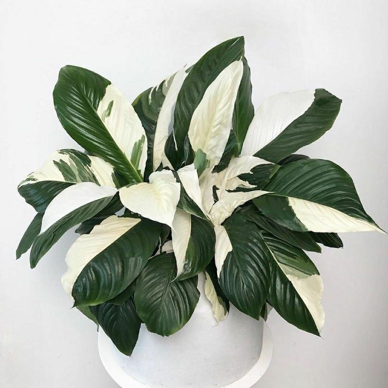 spatufilm variegata-pece lily variegata-tanaman hidup-pembersih udara-bunga hidup murah