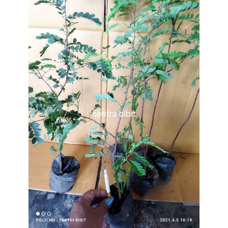 Bibit Tanaman Asam Jawa Tanaman Asem Jawa Pohon Asem Bibit Asam Jawa