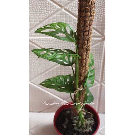 Monstera Accuminata, Monstera Acuminata