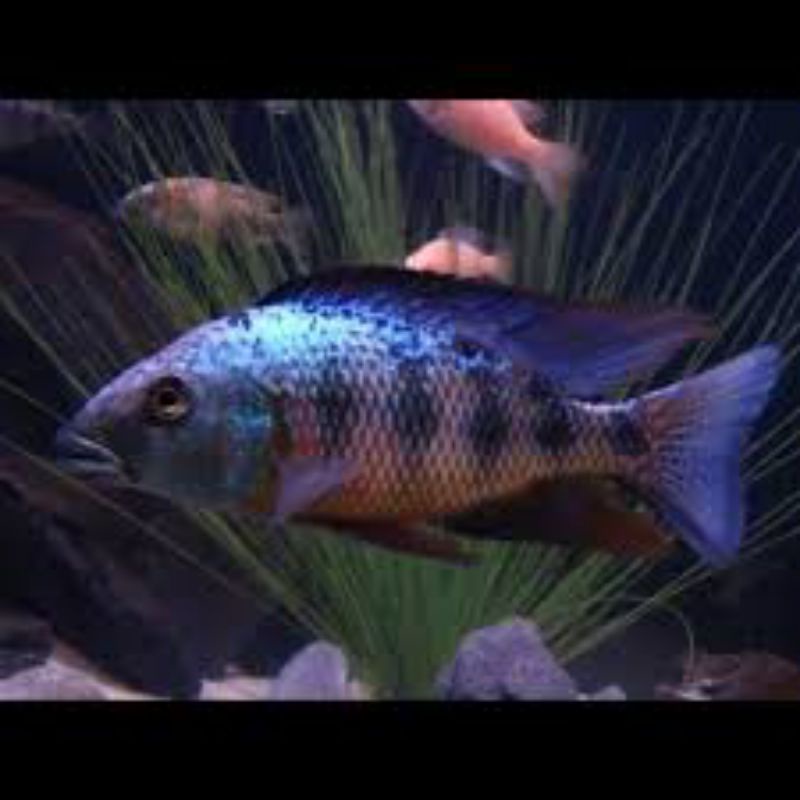 Fosso Cichlid Fossorochromis Rostratus Malawi