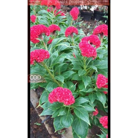 pohon jengger ayam / bunga jengger ayam