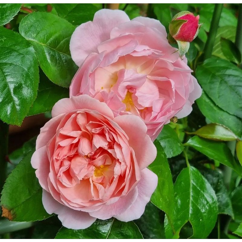 ownroot mawar strawberry hill