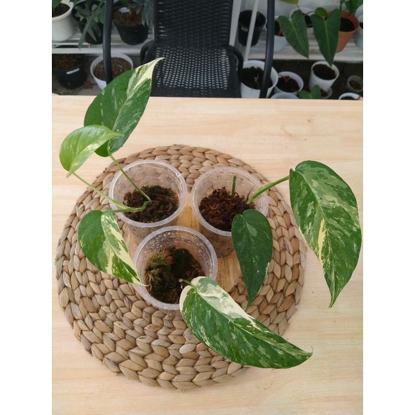 Epipremnum Variegata