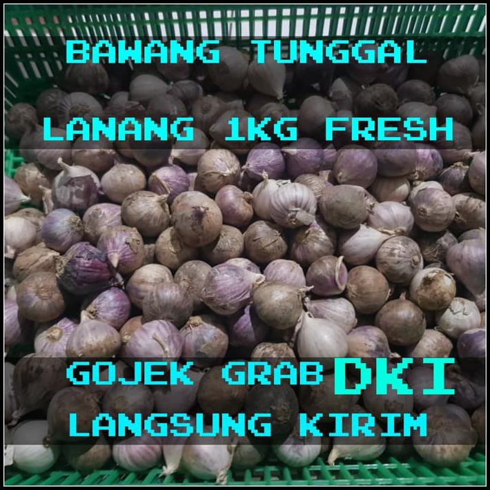 

BAWANG PUTIH TUNGGAL / BAWANG LANANG 1000 GRAM