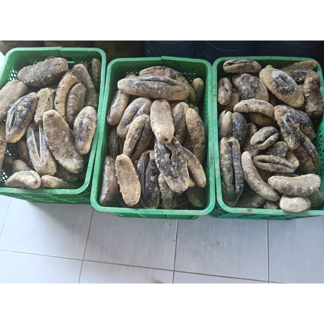 

PROMO AKHIR TAUN!!Teripang susu