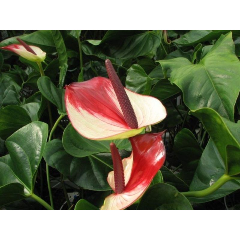 TANAMAN HIAS ANTHURIUM MICKEY MOUSE WHITE BLOOD