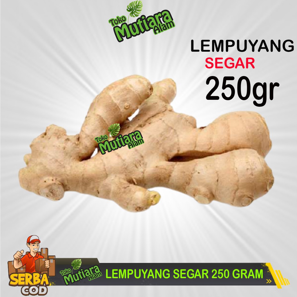 

LEMPUYANG SEGAR 250 GRAM OBAT HERBAL MUTIARA ALAM