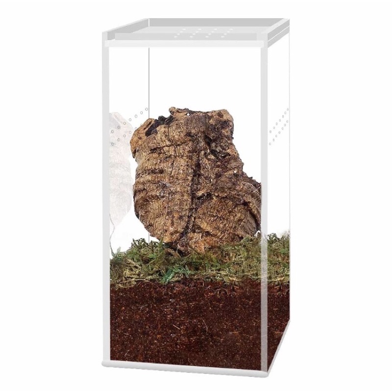 

Display Diorama Serangga Binatang Hewan Kesayangan Koleksi