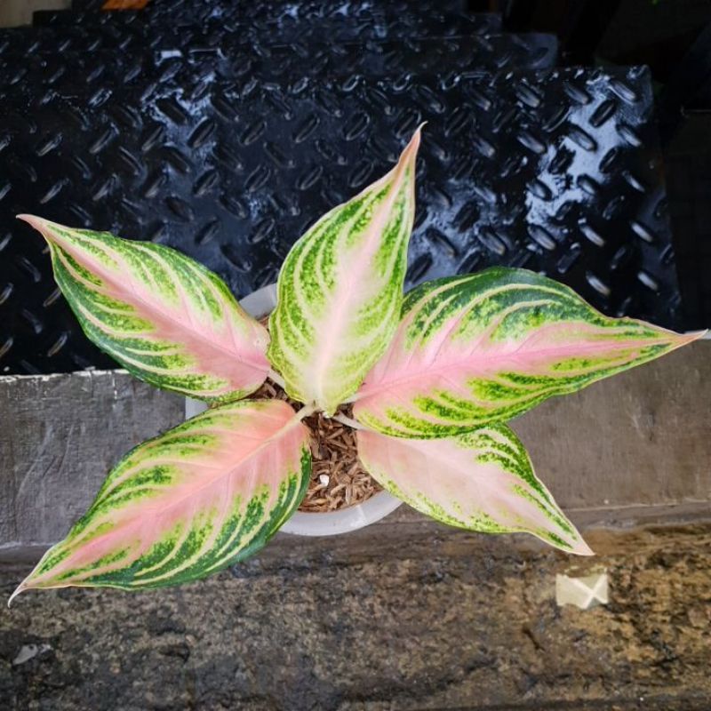 Bibit/anakan Aglonema pink sunset