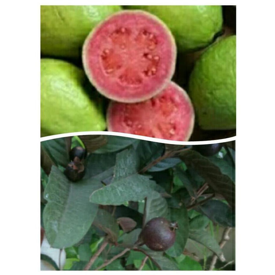 ready bibit buah unggul bibit / biji / benih i”*