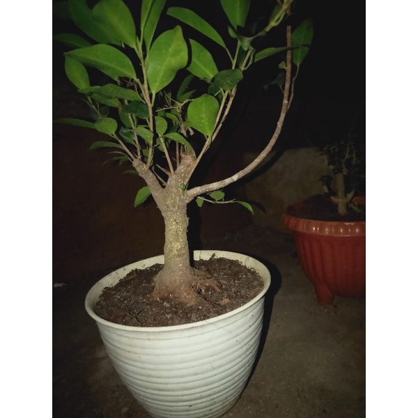 bonsai kimeng program akar