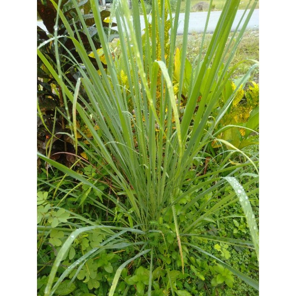 

sereh dan daun sereh