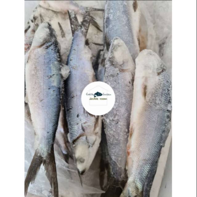 

Ikan Bandeng 1kg 6pcs / Ikan Bandeng frozen
