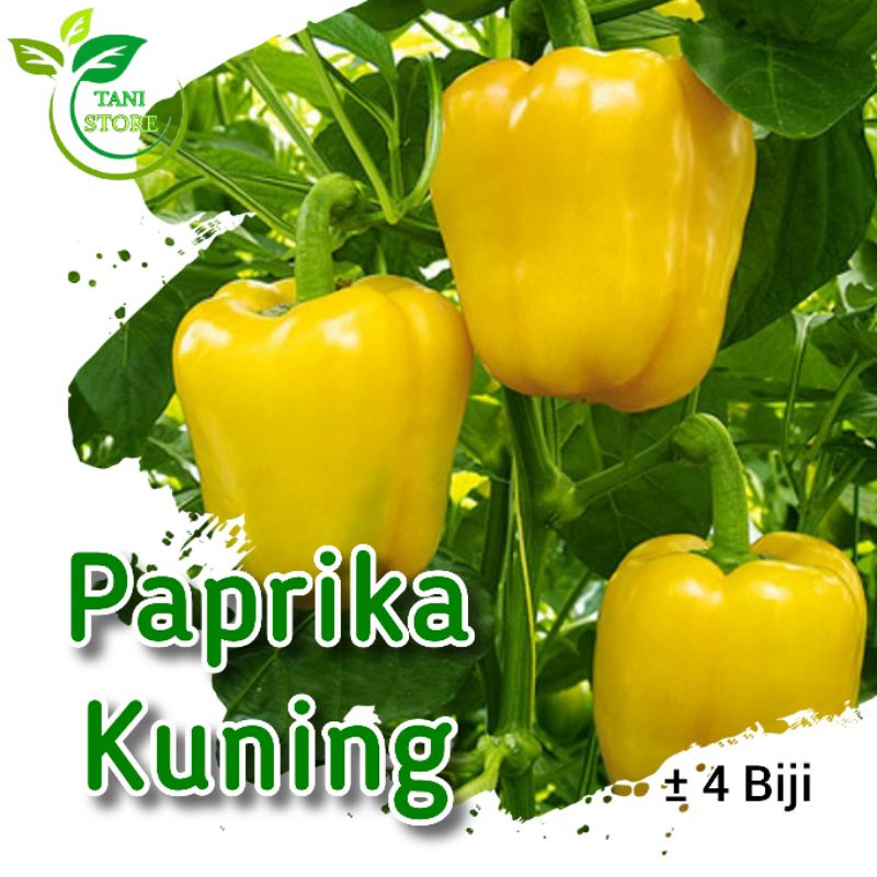 ±4 biji benih paprika kuning F1_bibit paprika