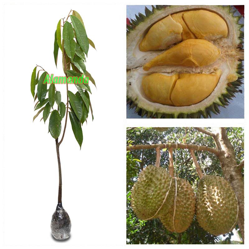 Tanaman Buah Durian Bawor