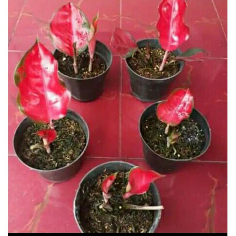 Bibit Bonggol Red Suksom super