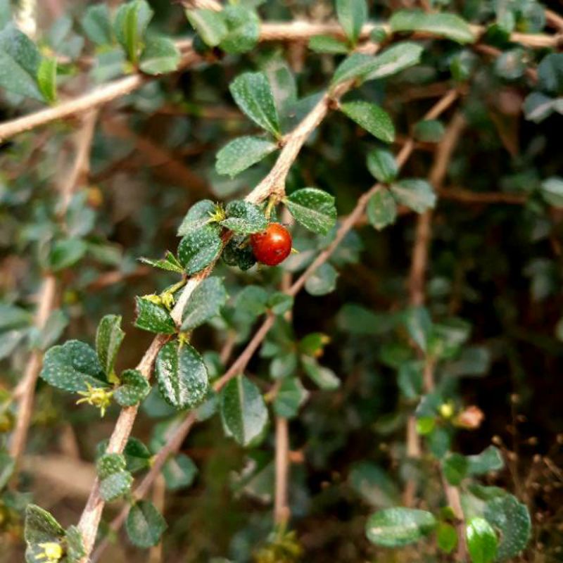 Bahan Stek Bonsai Hokianti / Hokiantea