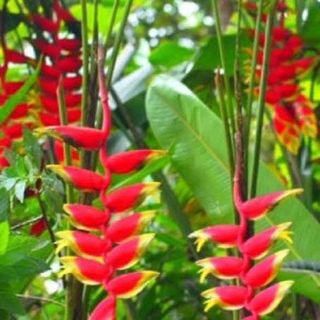 Jual Tanaman Hias Pohon Pisang Bali