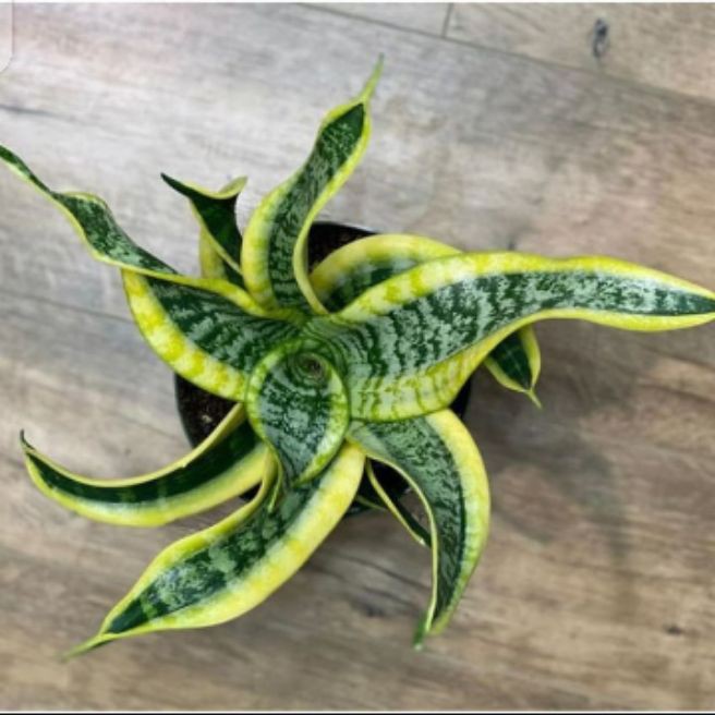 sansivieria Twister tanaman hiyas lidah mertua