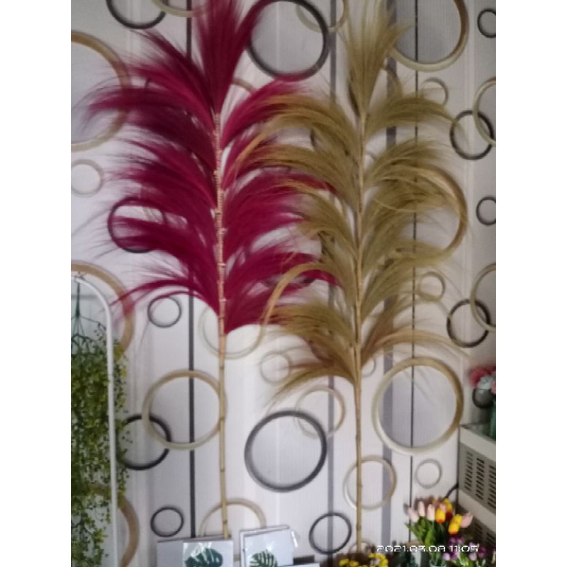bunga rayung pampas natural  decor, property photo
