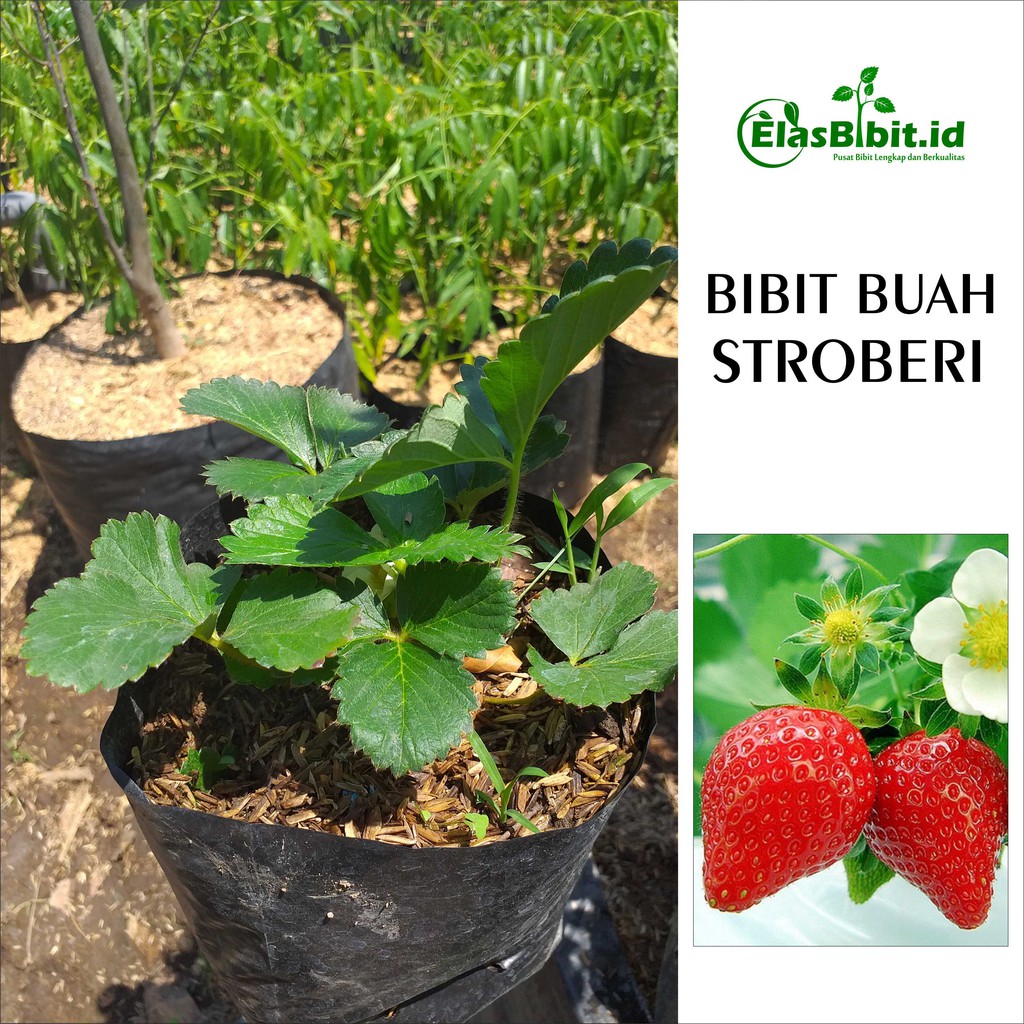 Bibit Buah Stroberi Jumbo