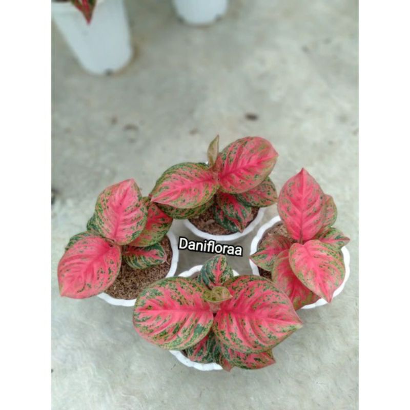 Aglonema Anakan Wulandari