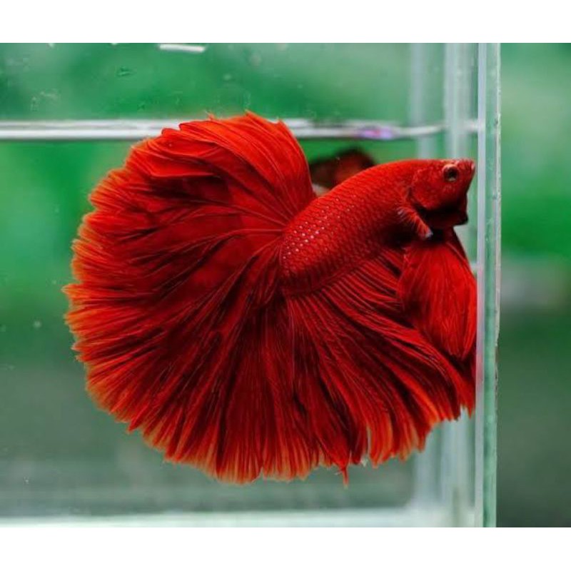 

ikan cupang halmond super red size M