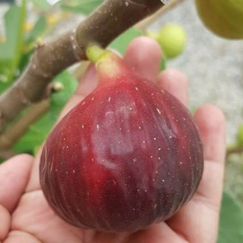 bibit tanaman buah tin BTM VI,, buah tin merah jumbo
