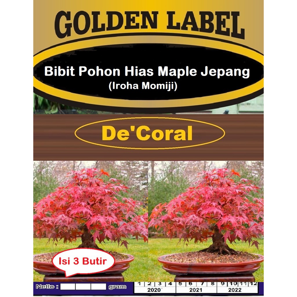 Bibit Pohon Hias Maple Jepang Iroha Momiji | Benih Maple Jepang