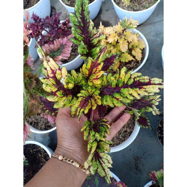 miana sultan id ekor cendrawasih