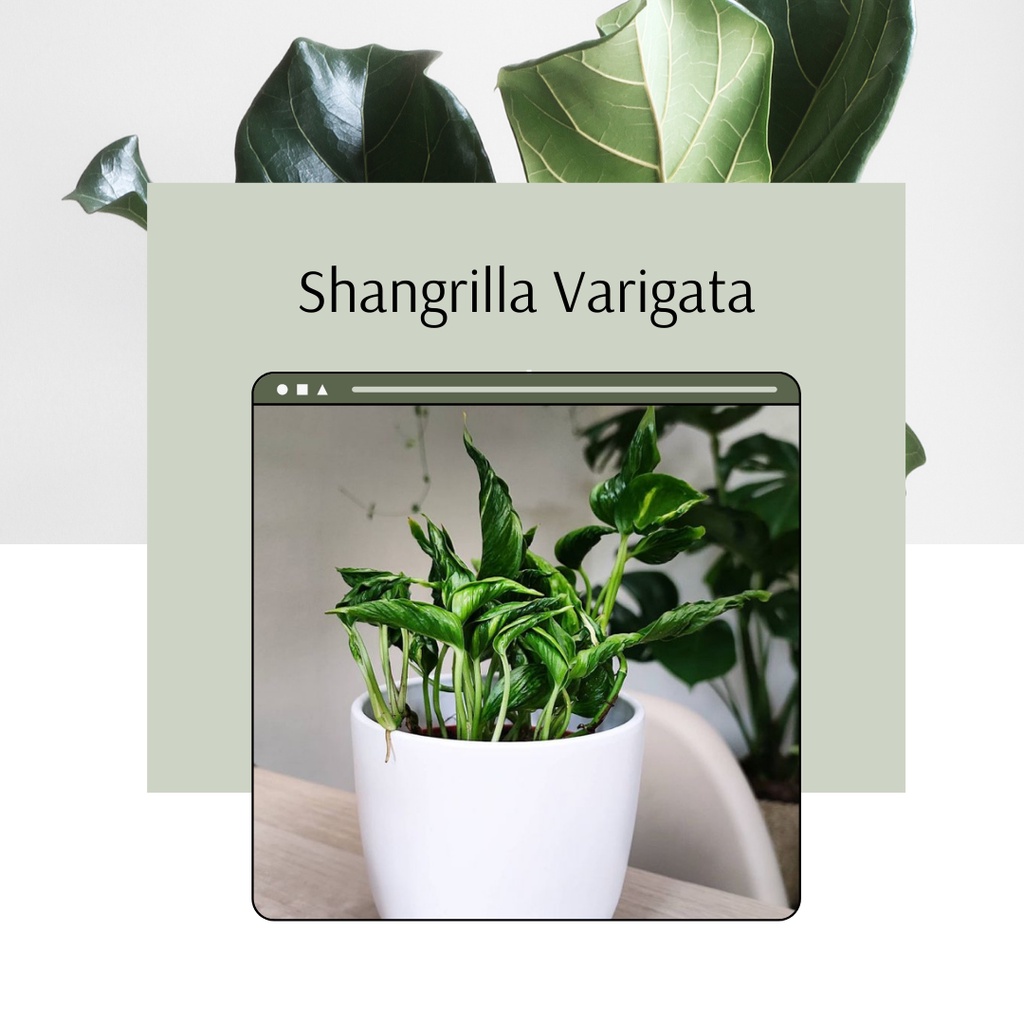 Epipremnum Shangrila Variegata Tanaman Hias Philo Shangrilla Varigata