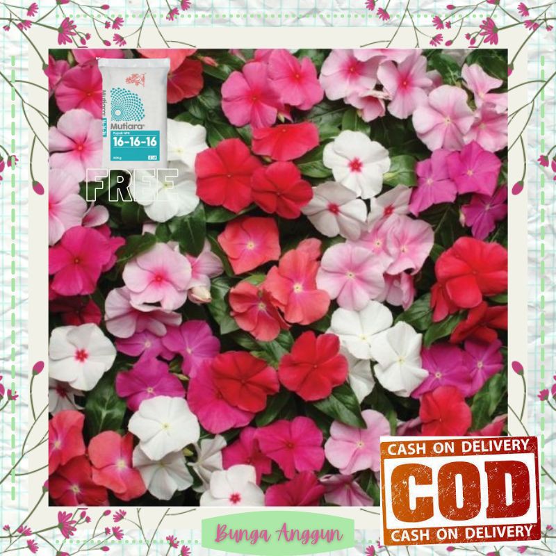 Tanaman Bibit Bunga Kembang Hias Tapak Dara Vinca Hidup Asli Dekorasi Hiasan Taman Bergaransi