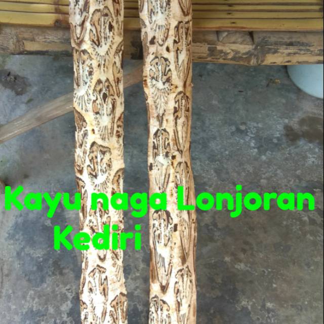 Kayu naga pengusir tikus