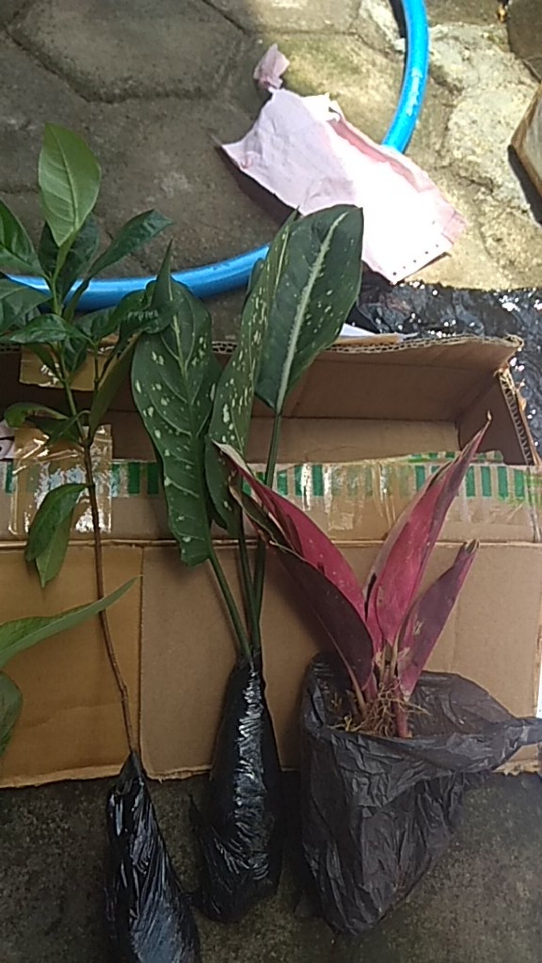 Tanaman Hias Agglonema Sarikit