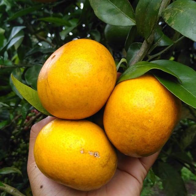 

Jeruk RGL (rimau gerga lebong)