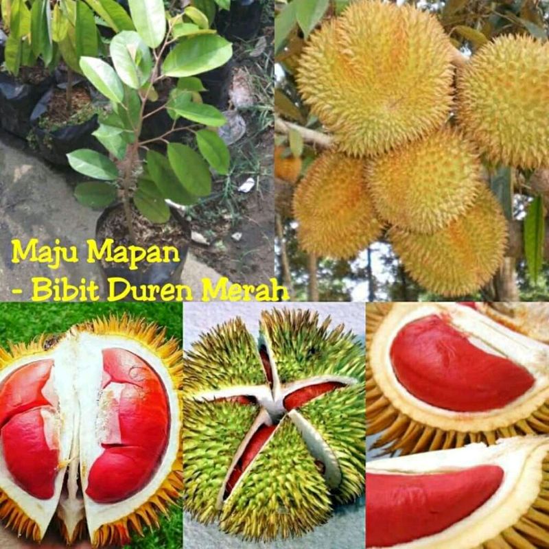 Bibit durian merah