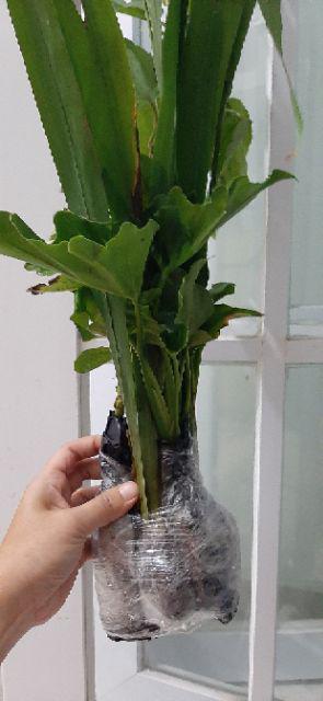 Tanaman Airis Tanaman Hias Iris