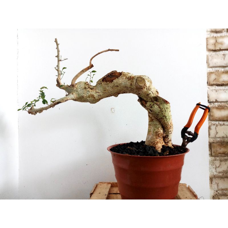 Bonsai serut bunjin