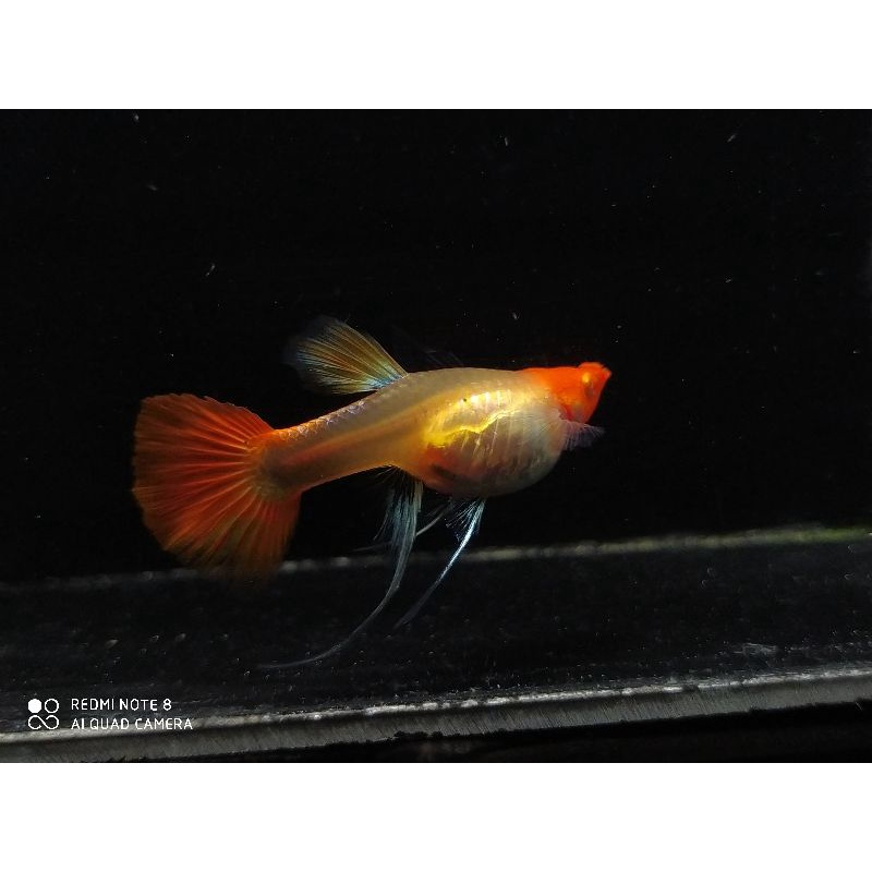 IKAN GUPPY ALBINO KOI RIBBON