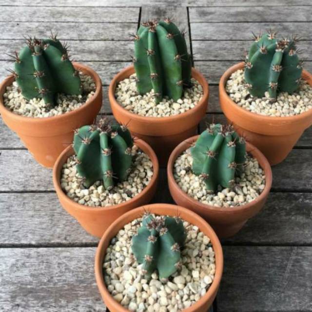 Cactus Koboi Belimbing / Cactus Cowboy Mini