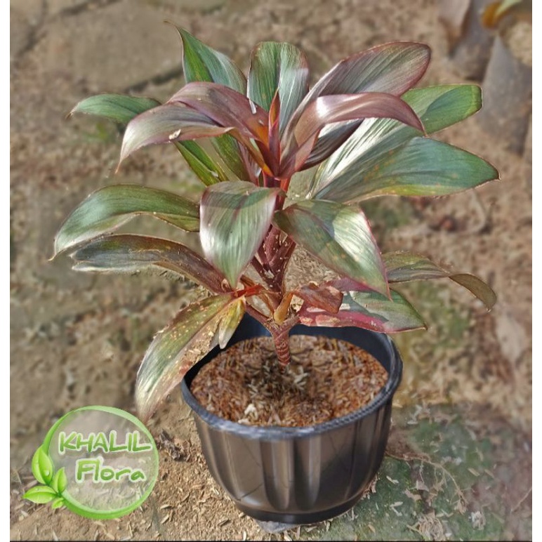 HANJUANG ANDONG MINI - TANAMAN HIAS HANJUANG MINI MERAH COKLAT