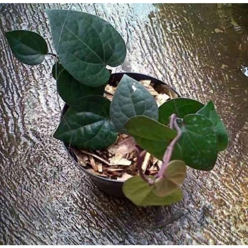 Bibit tanaman sirih hitam/Tanaman herbal daun sirih hitam