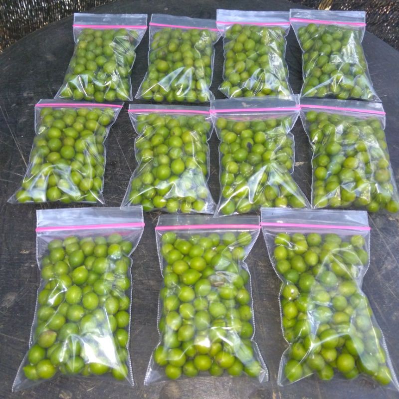 BIJI LOHANSUNG MAWAR /BONSAI/BIBIT BONSAI